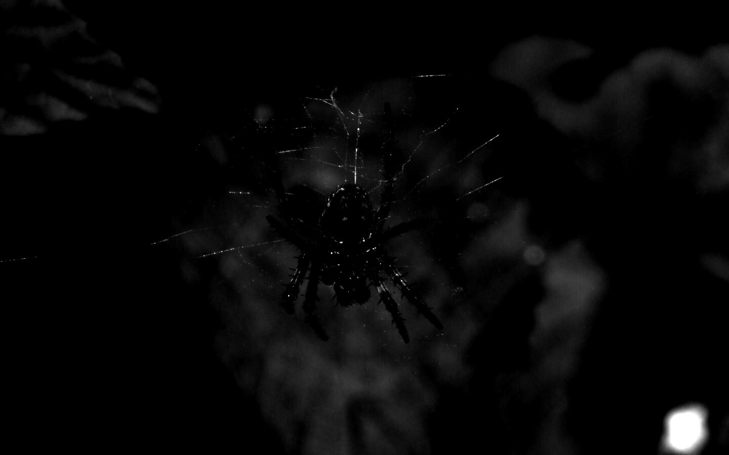 Паук на паутине обои