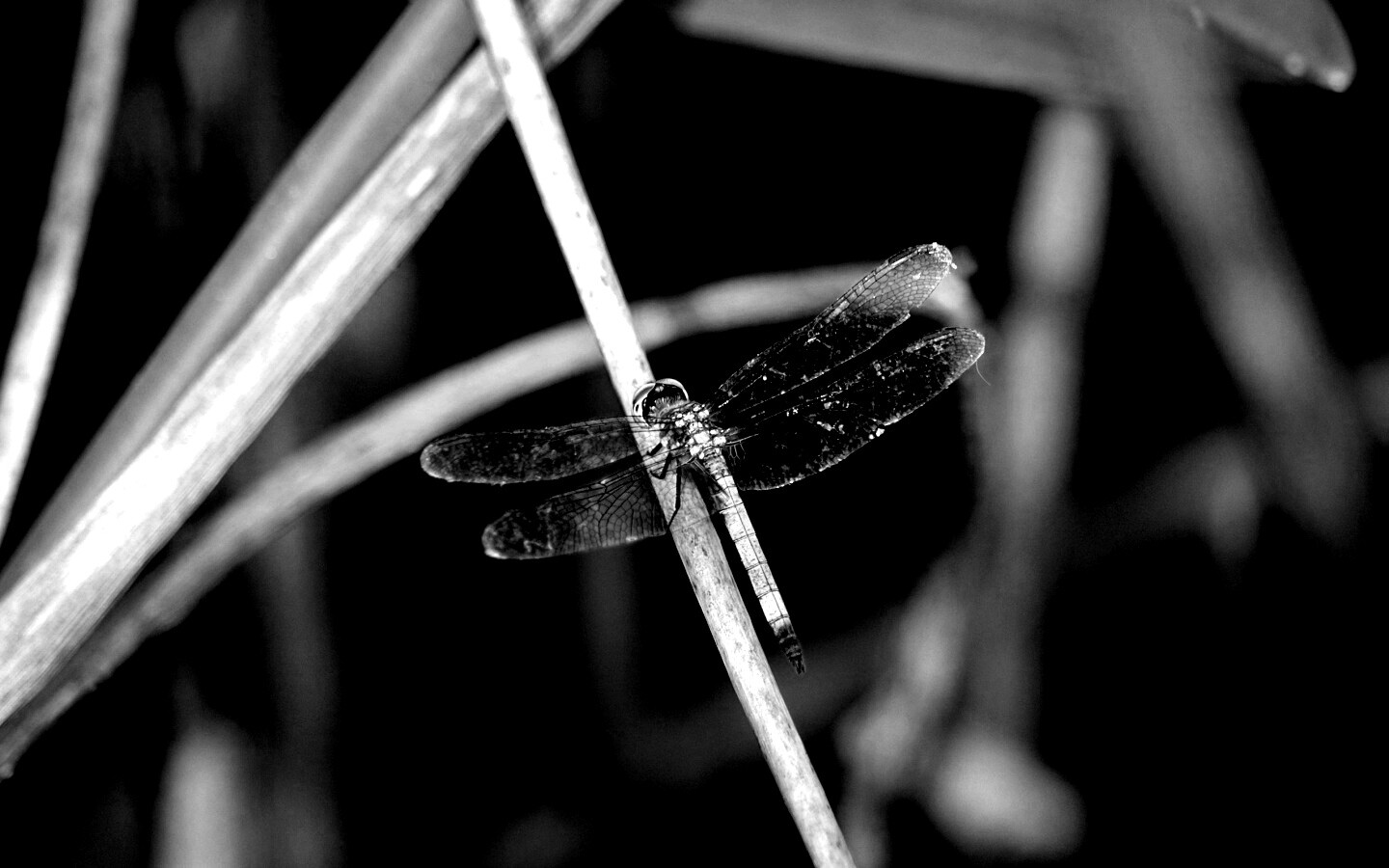 Стрекоза на тарвинке обои