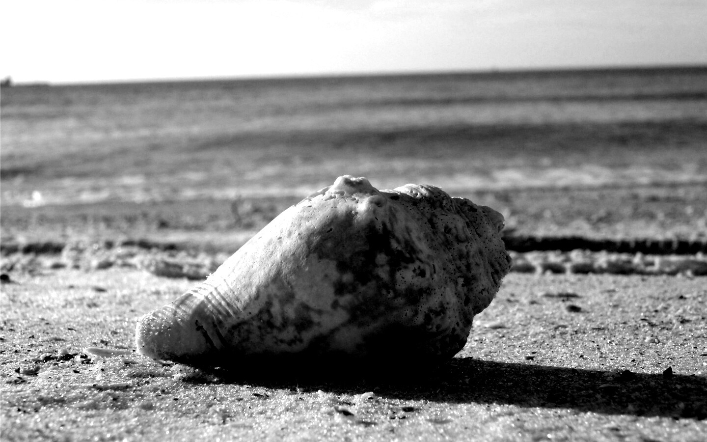 Морская раковина на пляже обои