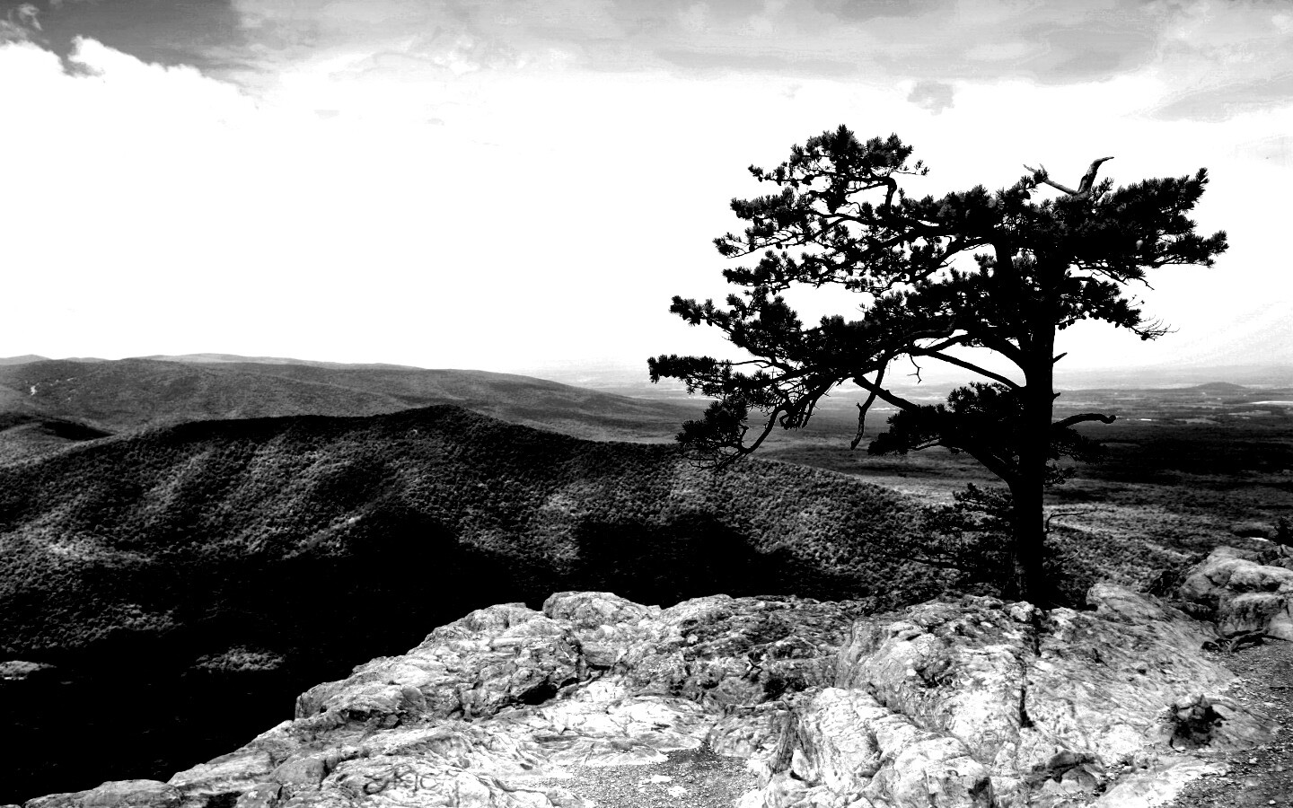 Горное дерево в черно-белых тонах обои