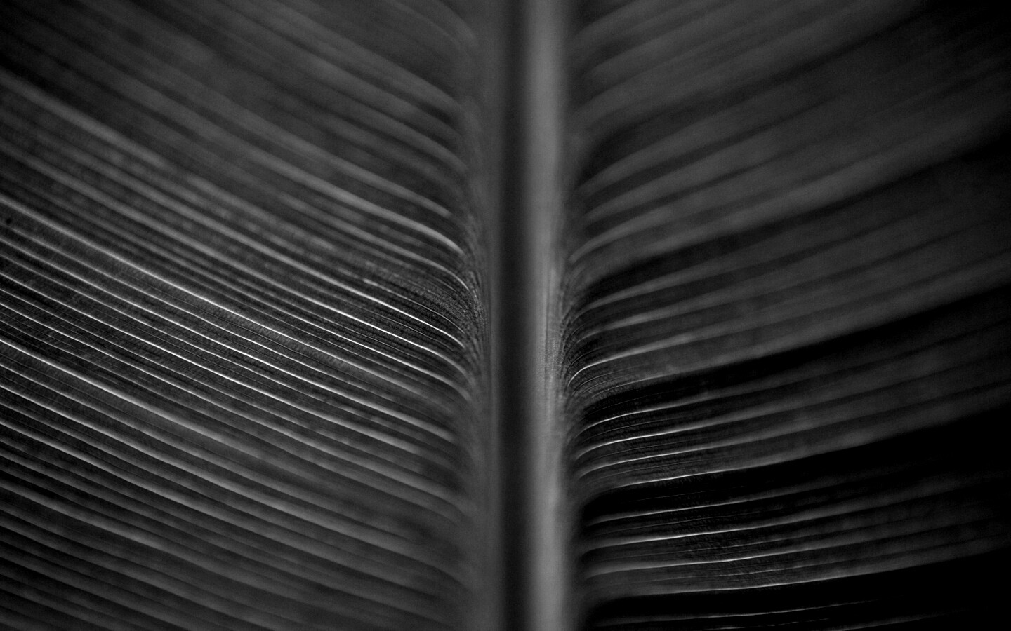 Макро фото листа обои