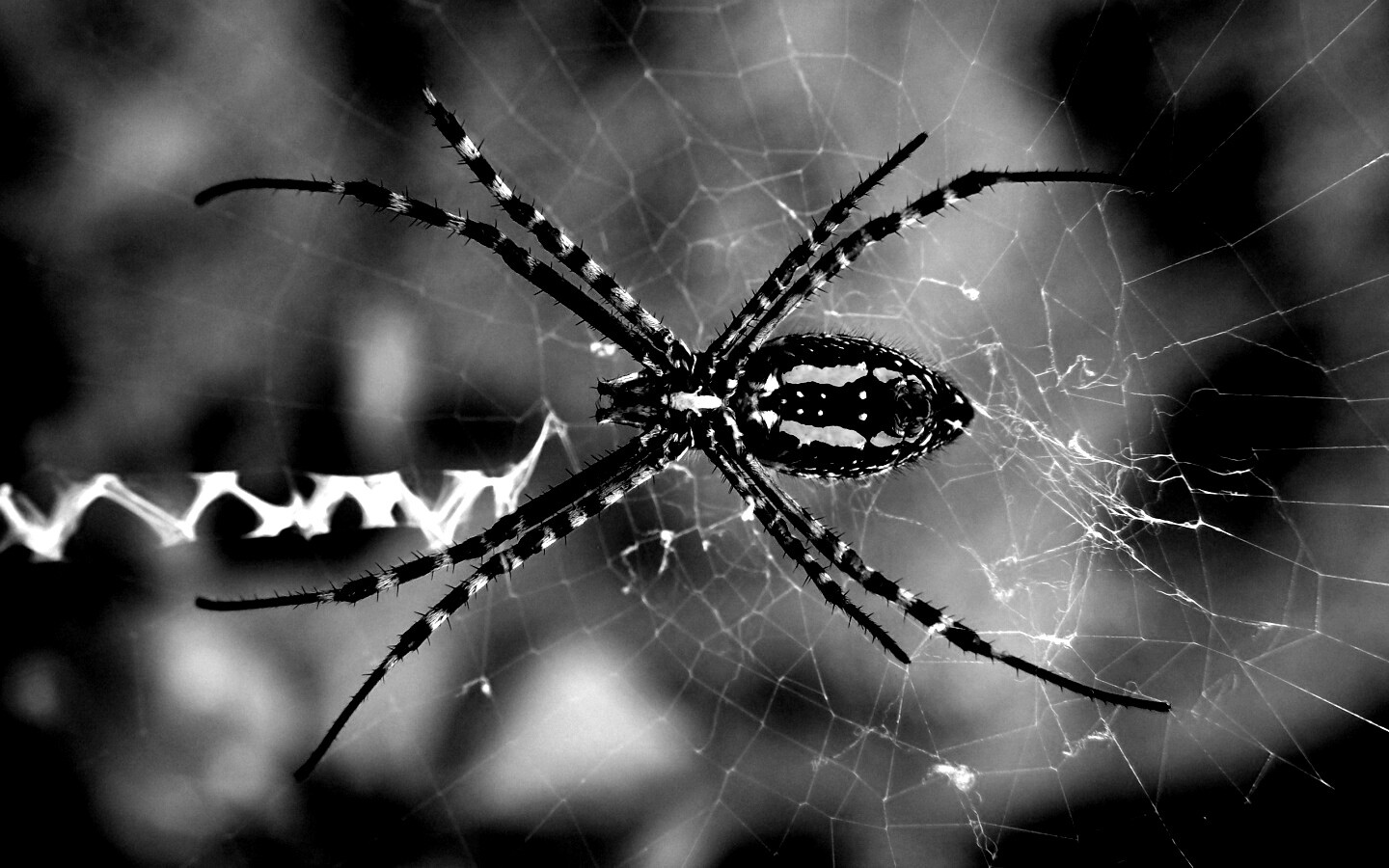 Огромный паук обои