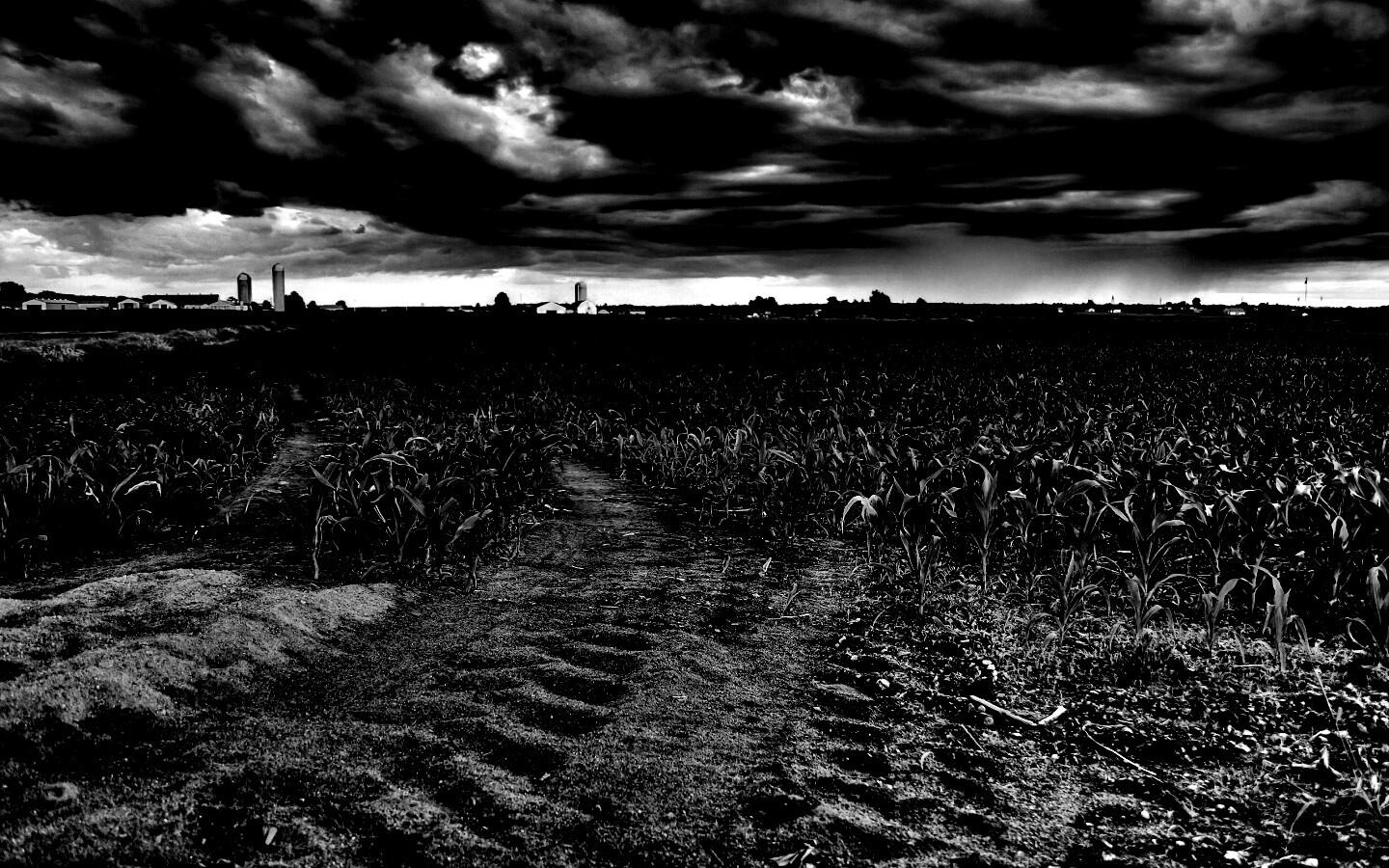 Кукурузное поле у фермы обои