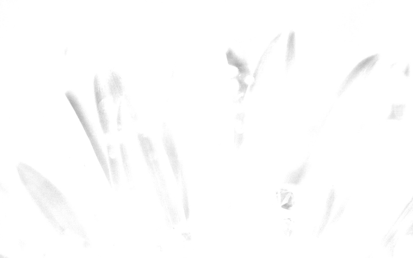 Белые лепестки обои