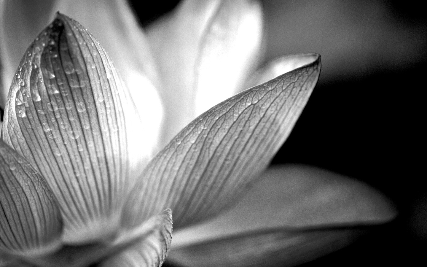 Лепестки цветов обои