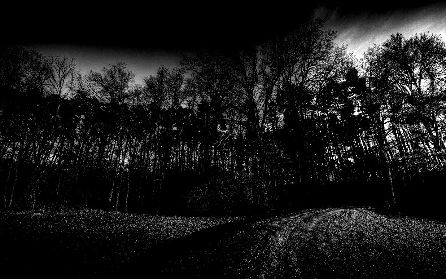 Дорога в лес обои