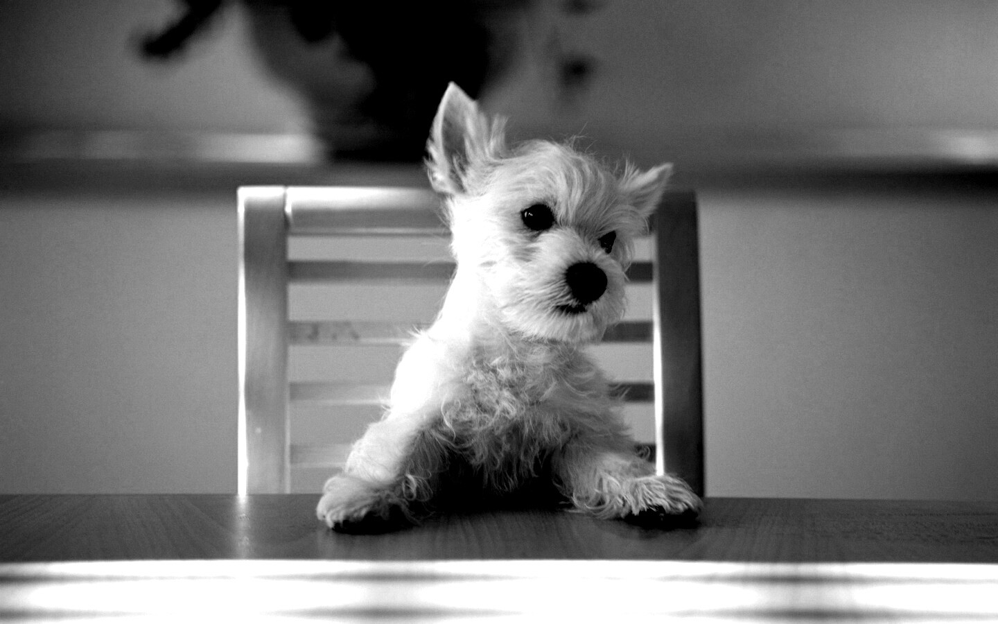 Щенок на стуле обои