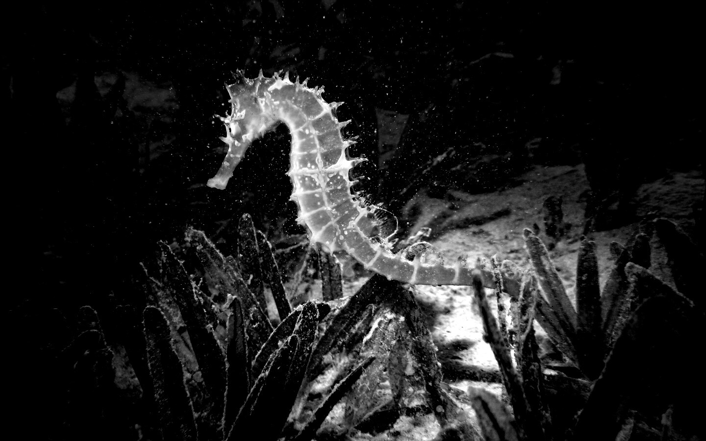 Морской конек обои