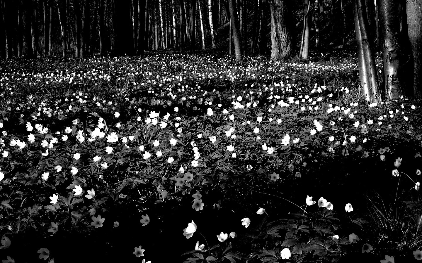 Поляна весенних цветов обои