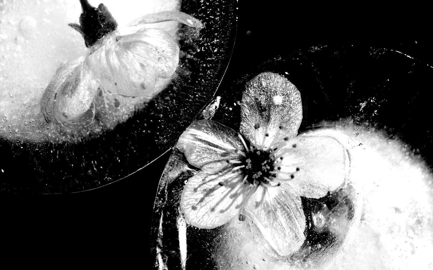 Цветы вишни во льду обои