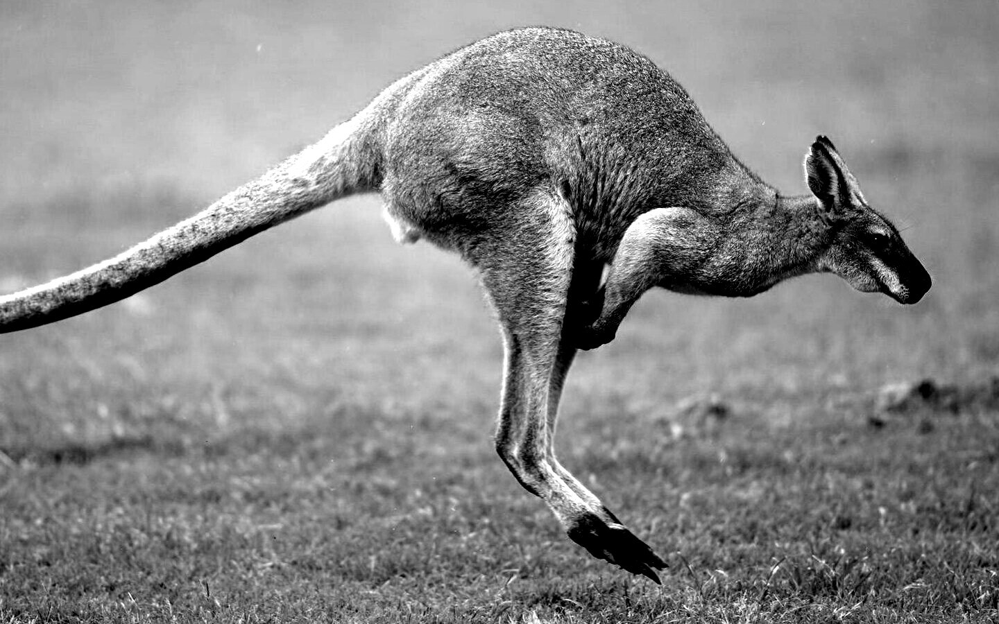 Кенгуру обои