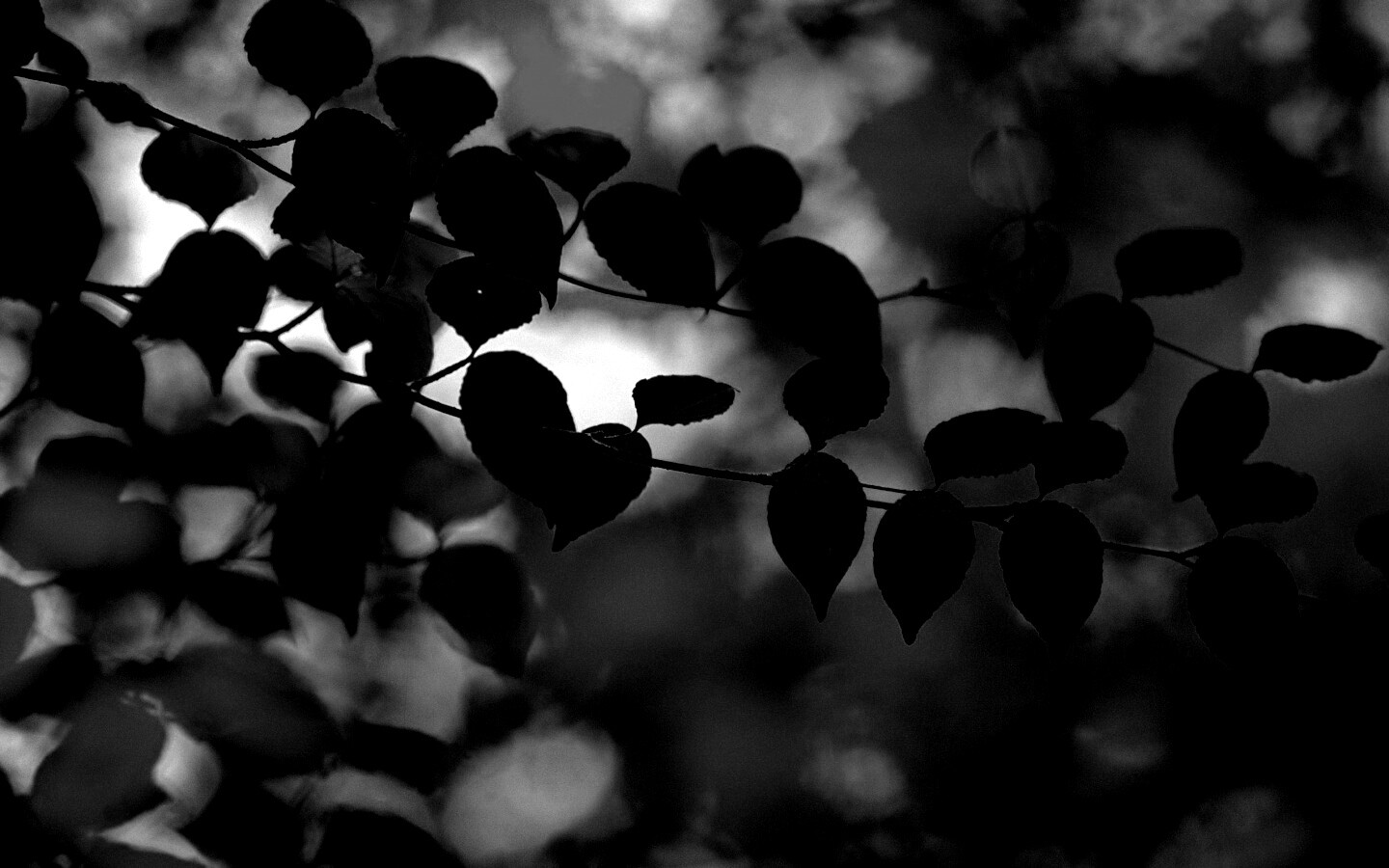 Ветка яркой зелени обои