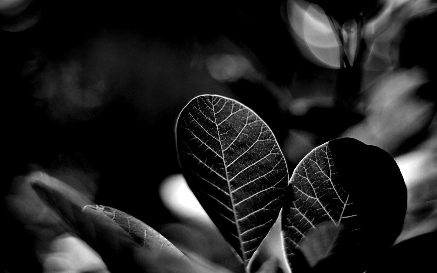 Красные листья обои