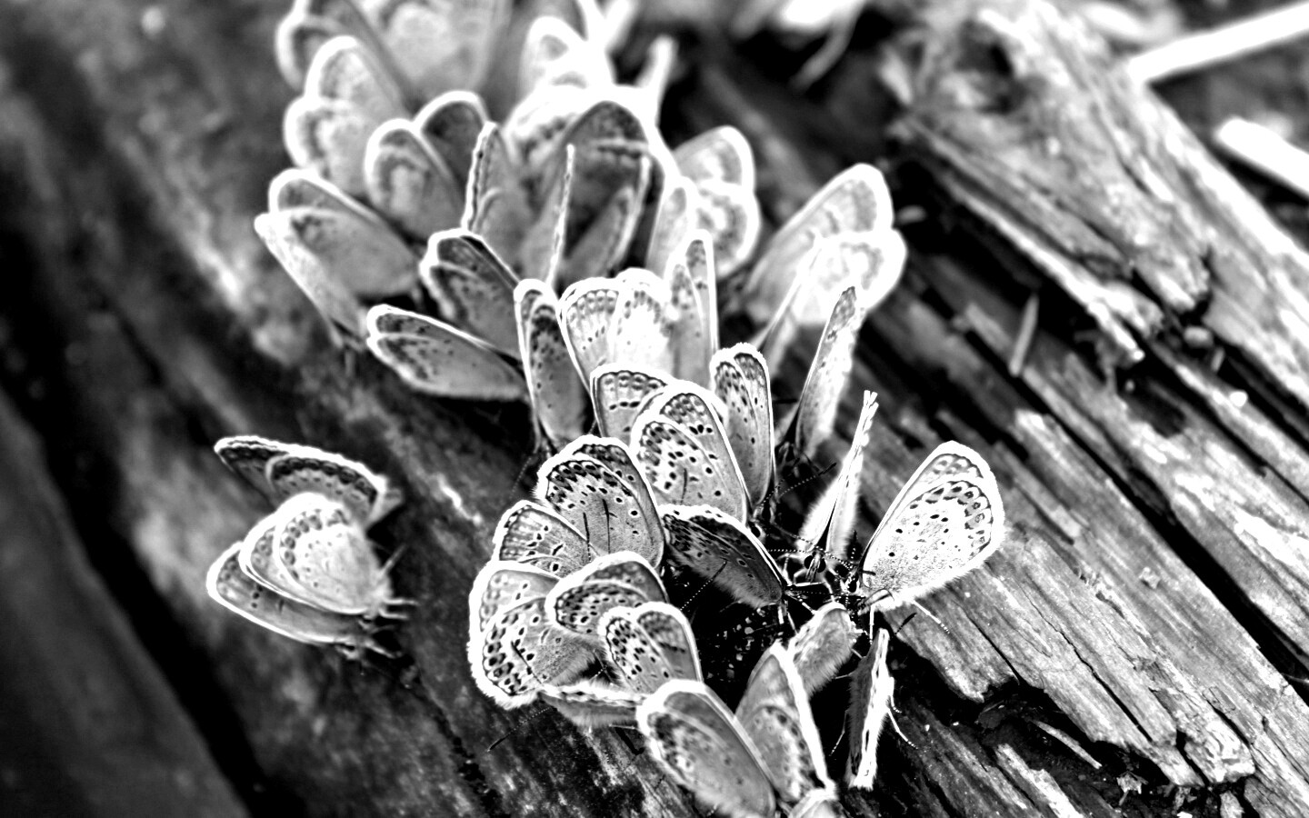 Голубые бабочки обои