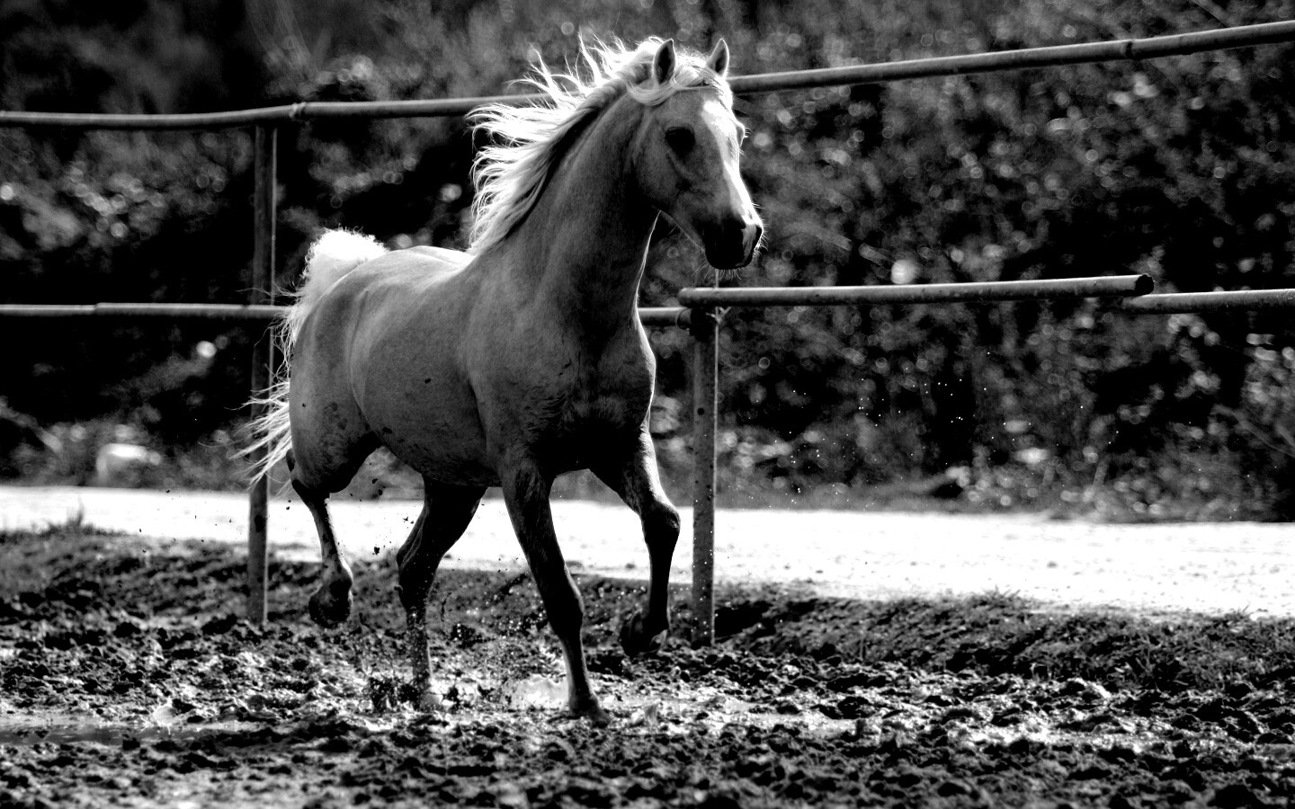 Молодая лошадь в загоне обои