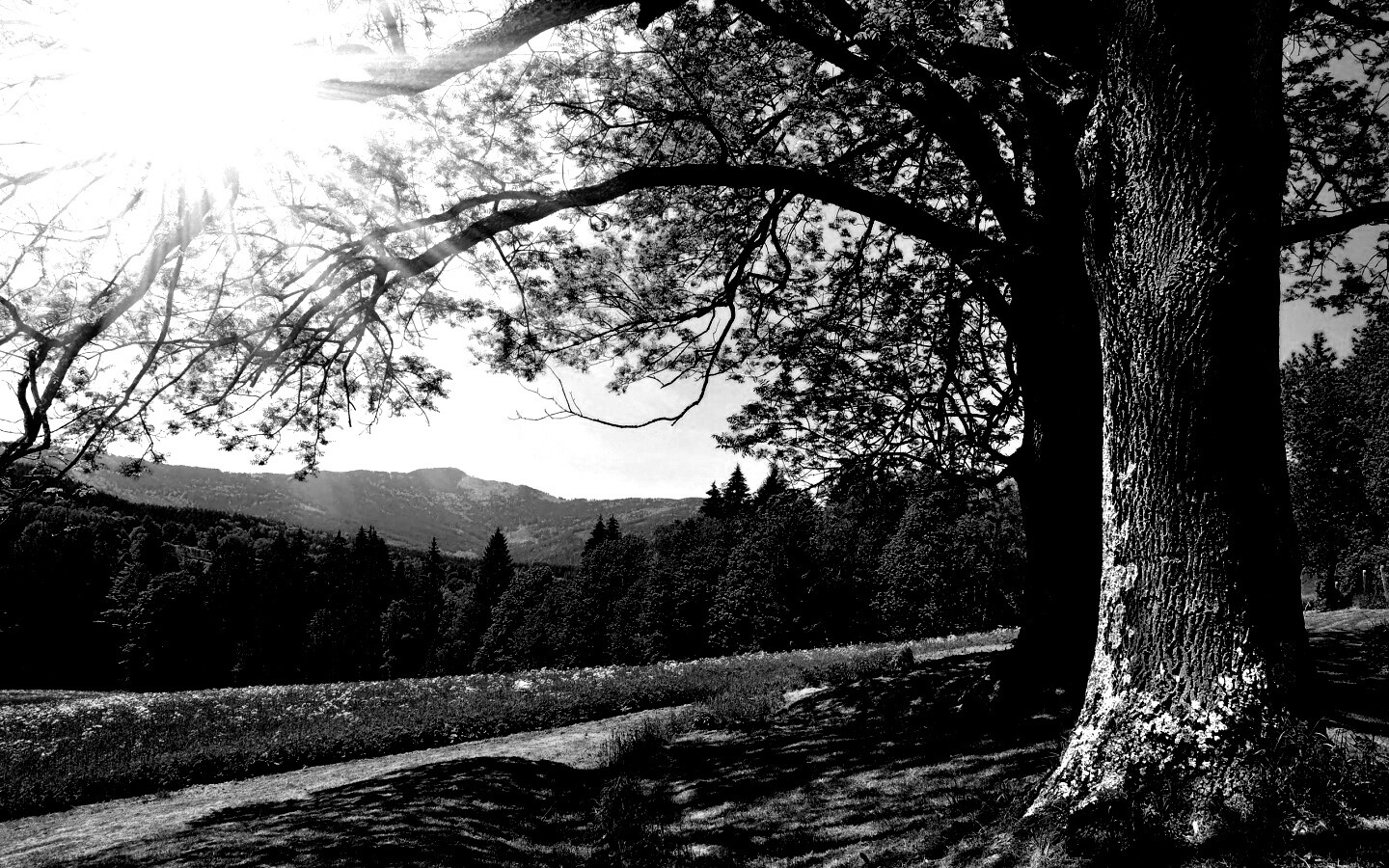 Лето в деревне обои