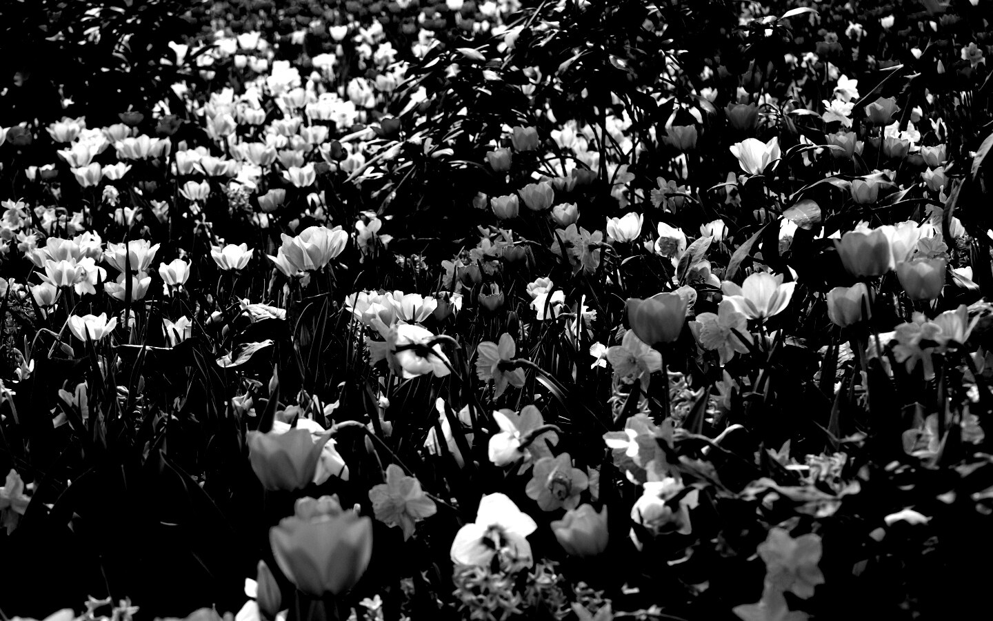 Поляна со множеством цветов обои