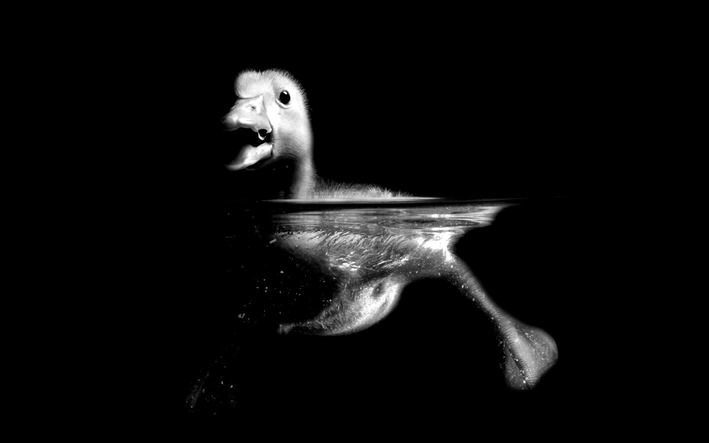 Утёнок в воде обои