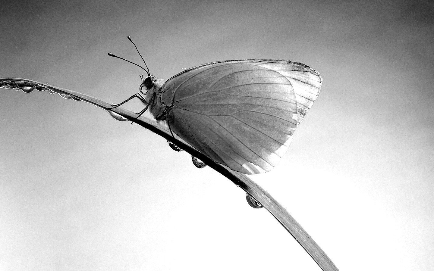 Жёлтая бабочка на стебельке обои