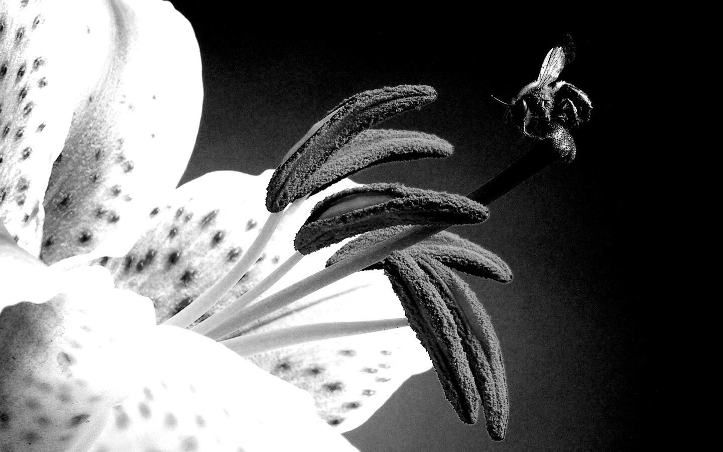 Трудолюбивая пчела на прекрасном цветке обои