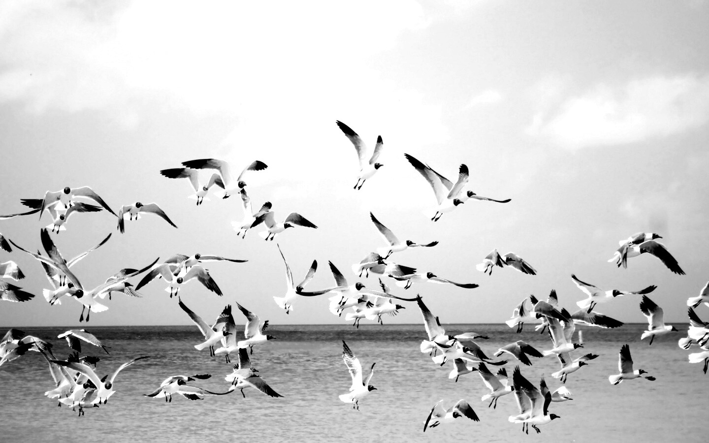 Стая взлетающих чаек обои