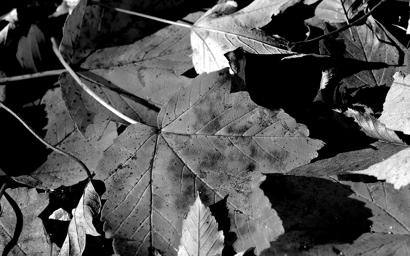 Осенние листья обои