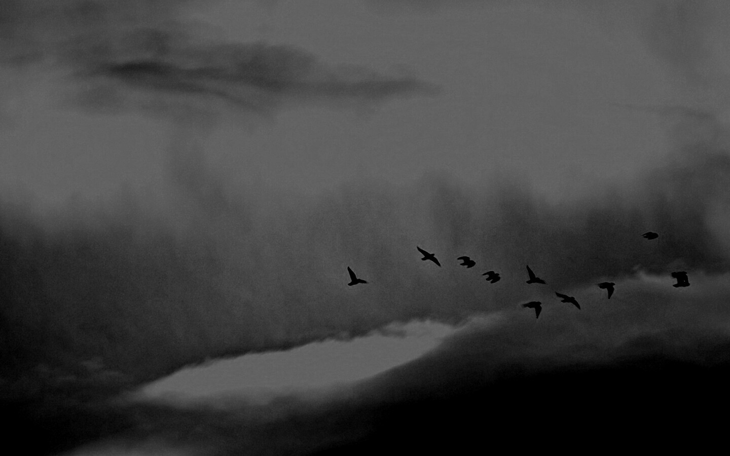 Птицы летят в закатном небе обои