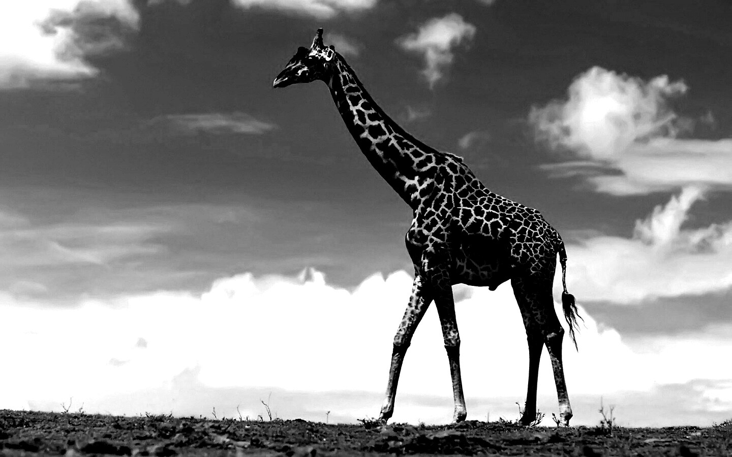 Жираф на прогулке обои