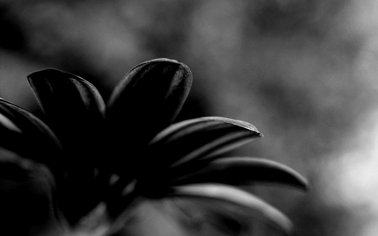 Макро фото цветка обои