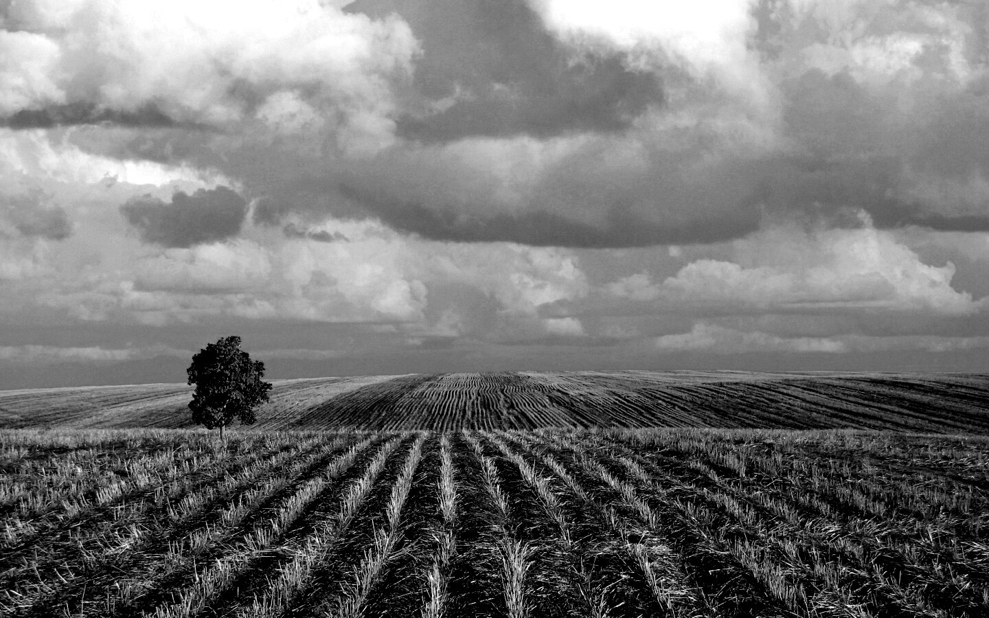 Дерево в поле обои