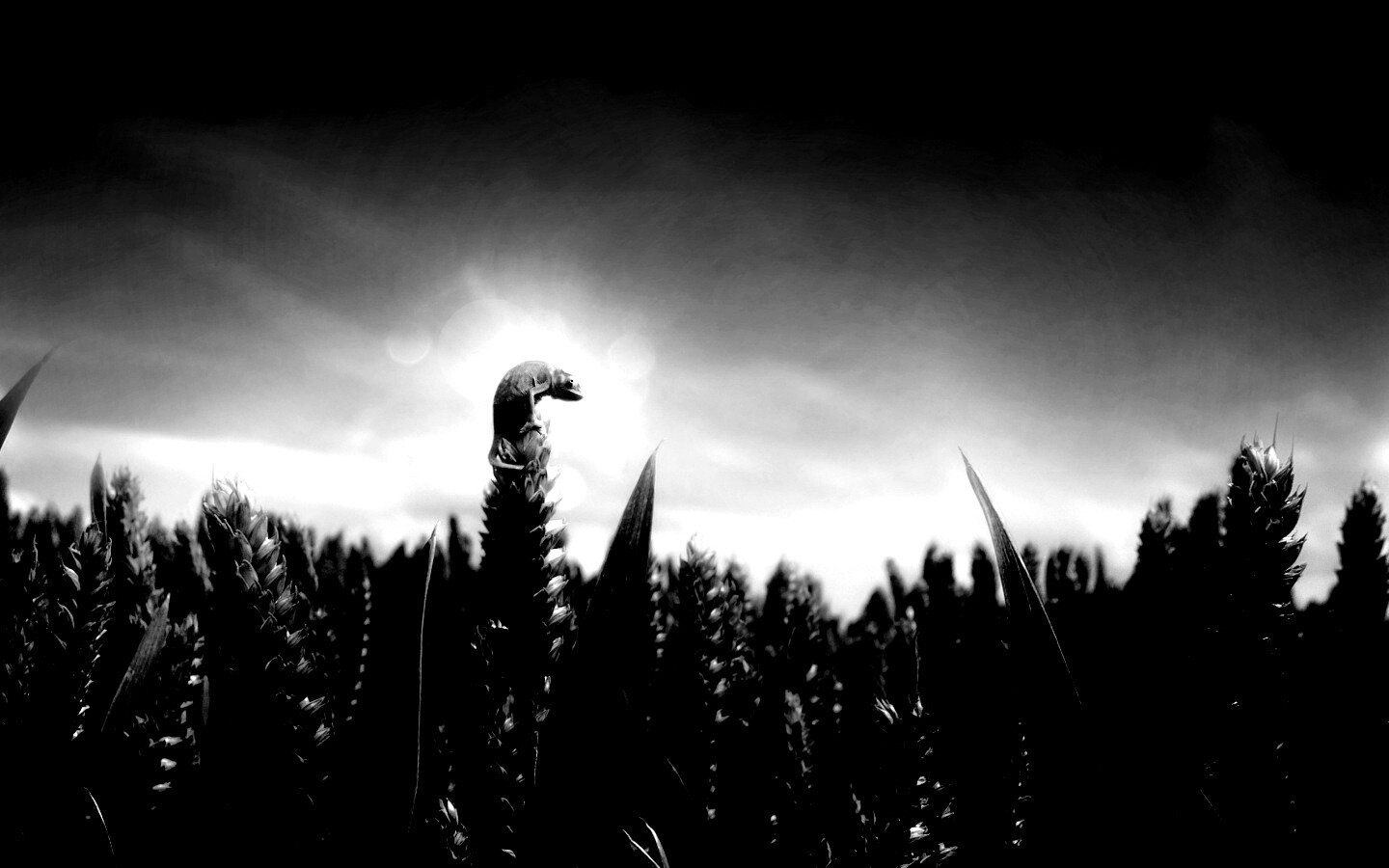 Маленький хамелеон на травинке обои