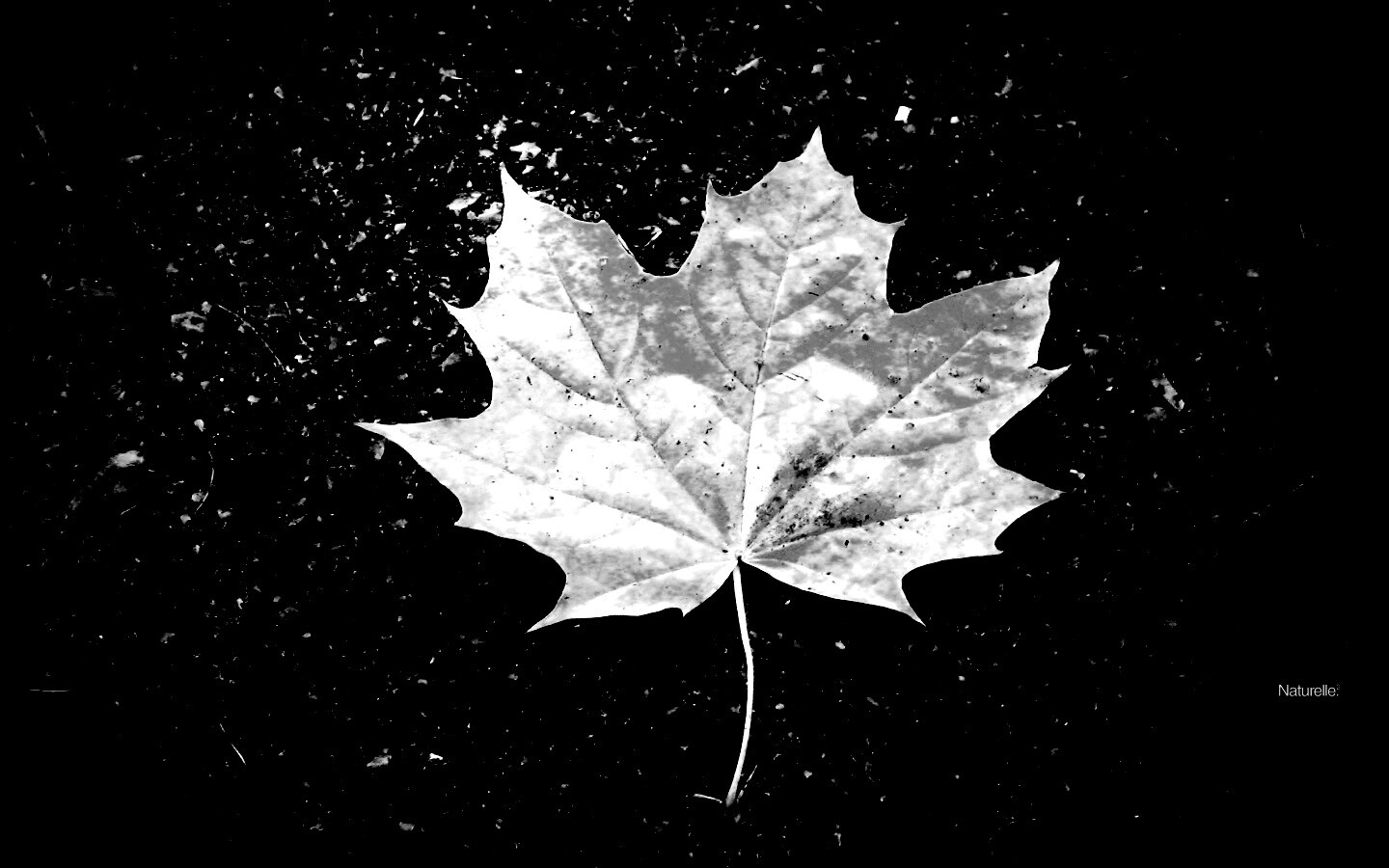 Желтый лист обои