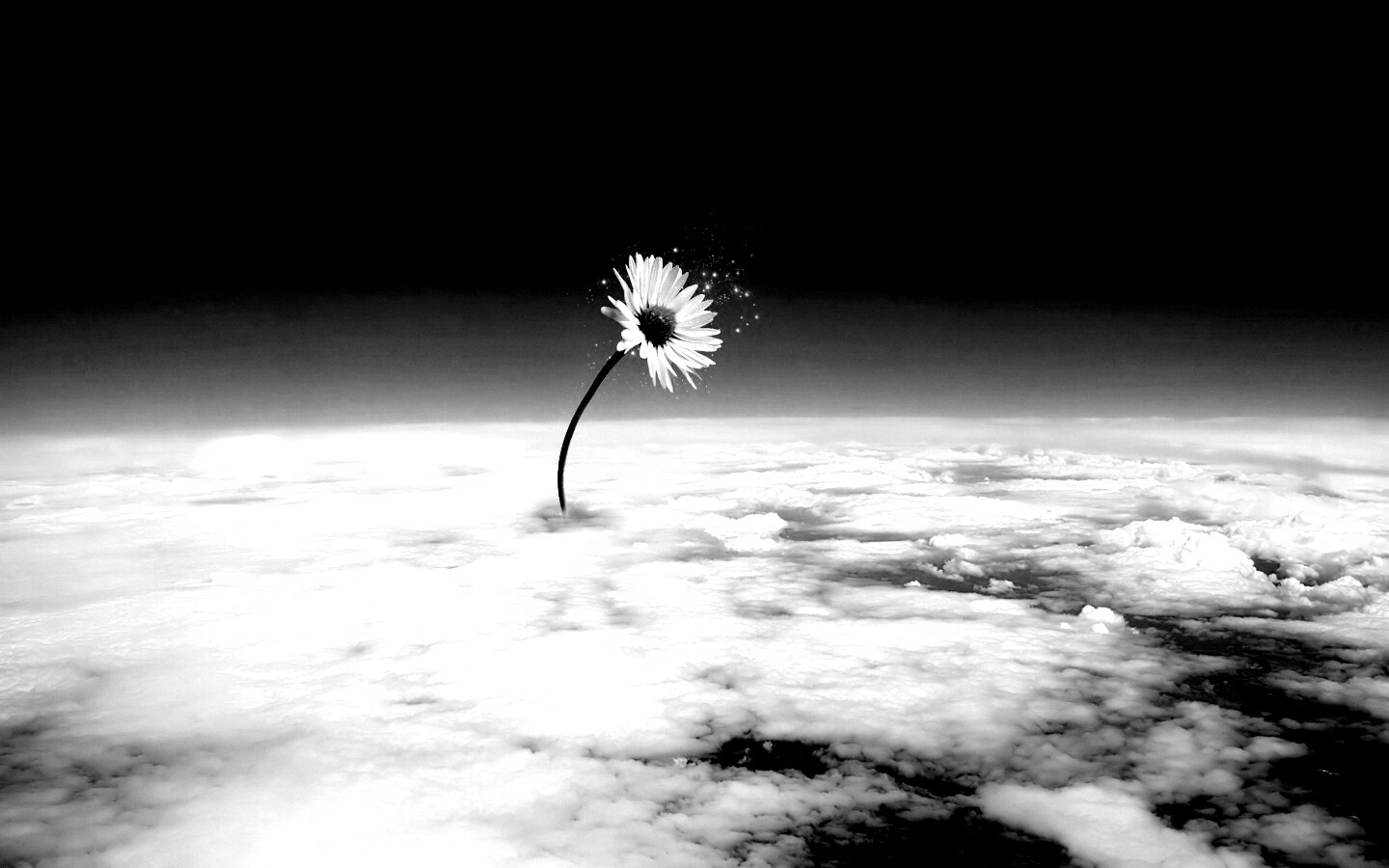 Ромашка в стратосфере обои