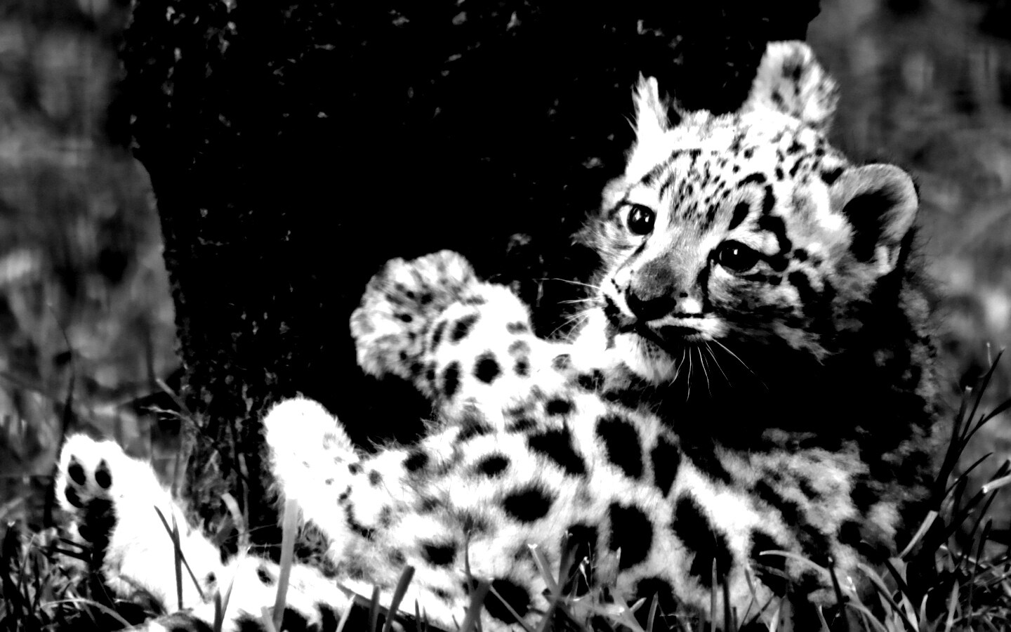 Котенок большой дикой кошки обои