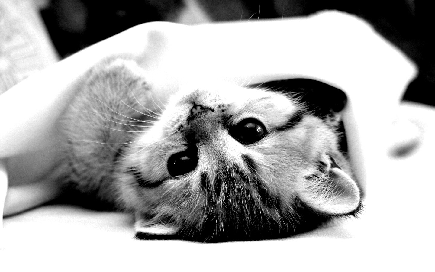 Котёнок вверх ногами обои