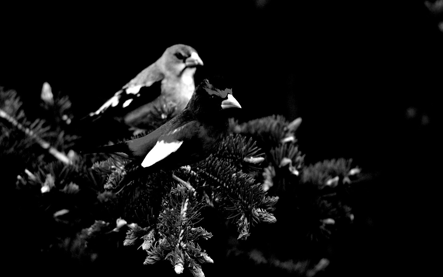 Птички с зелёными клювами обои