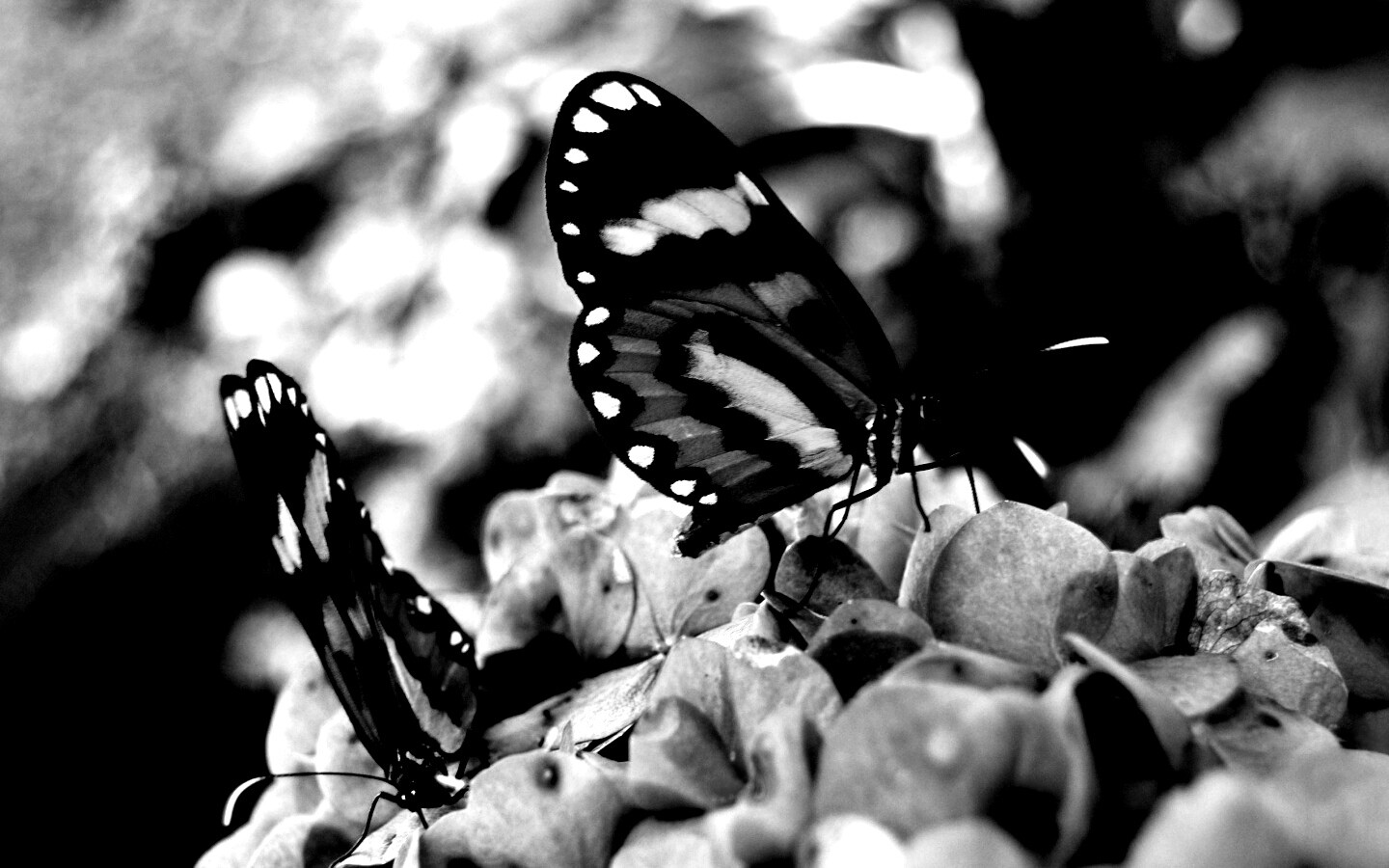 Две бабочки обои