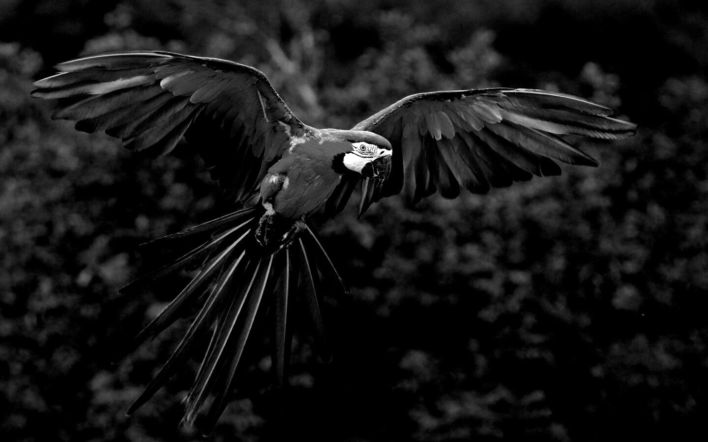 Летящий попугай обои