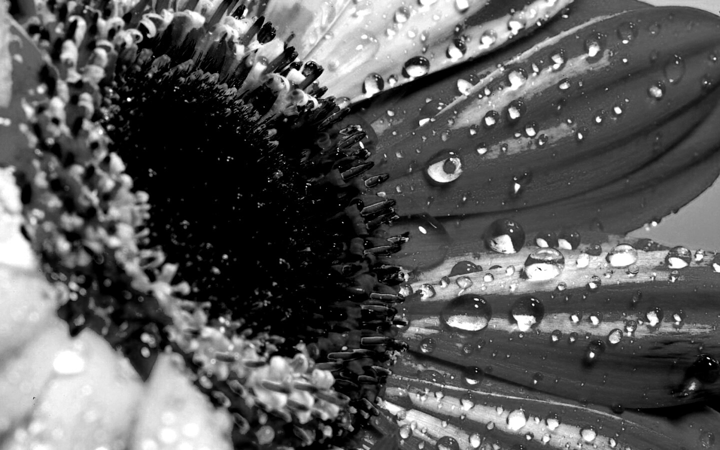 Цветик семицветик обои