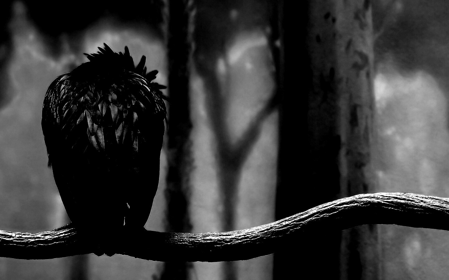 Птица спит на ветке обои