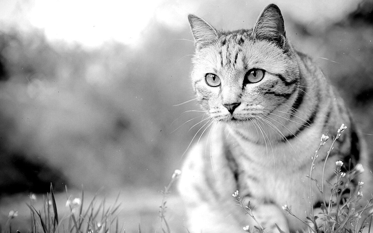 Кот в теплых тонах обои