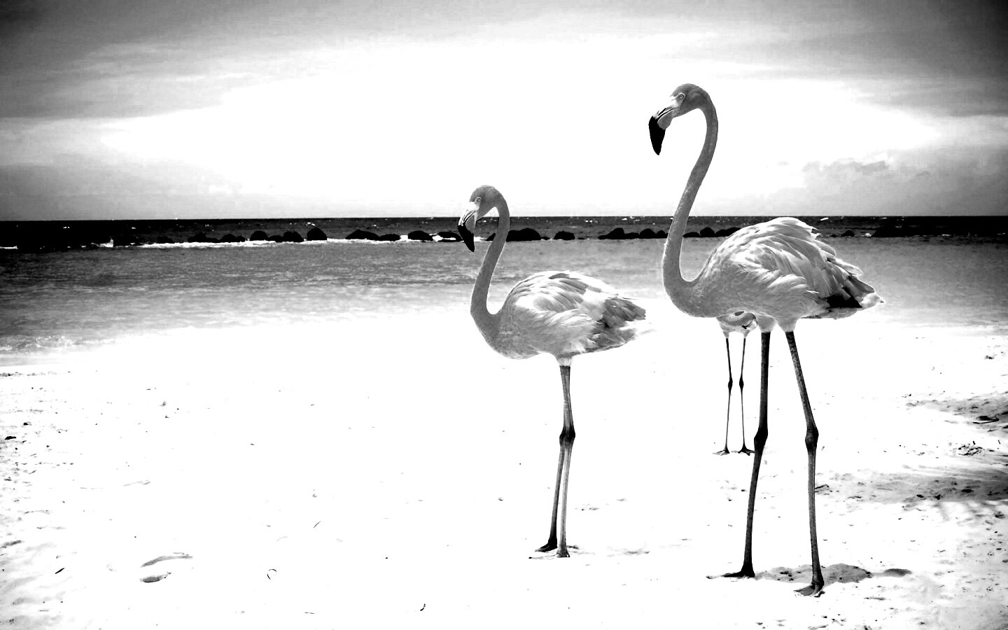 Розовые фламинго на пляже обои