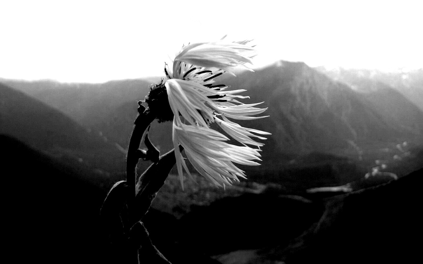 Горный цветок обои