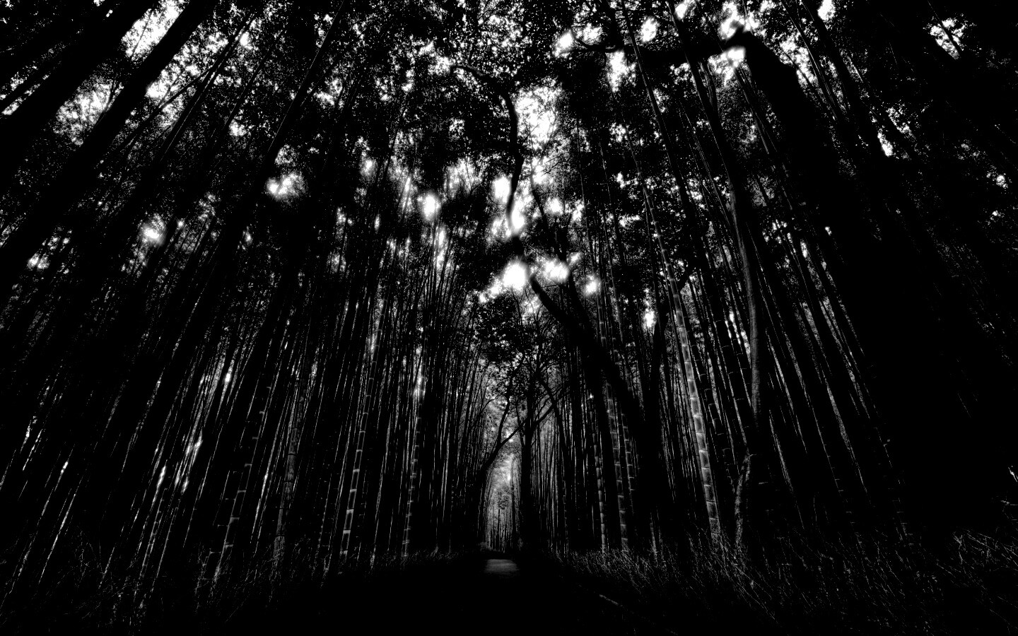 Дорога в тростниковых зарослях обои