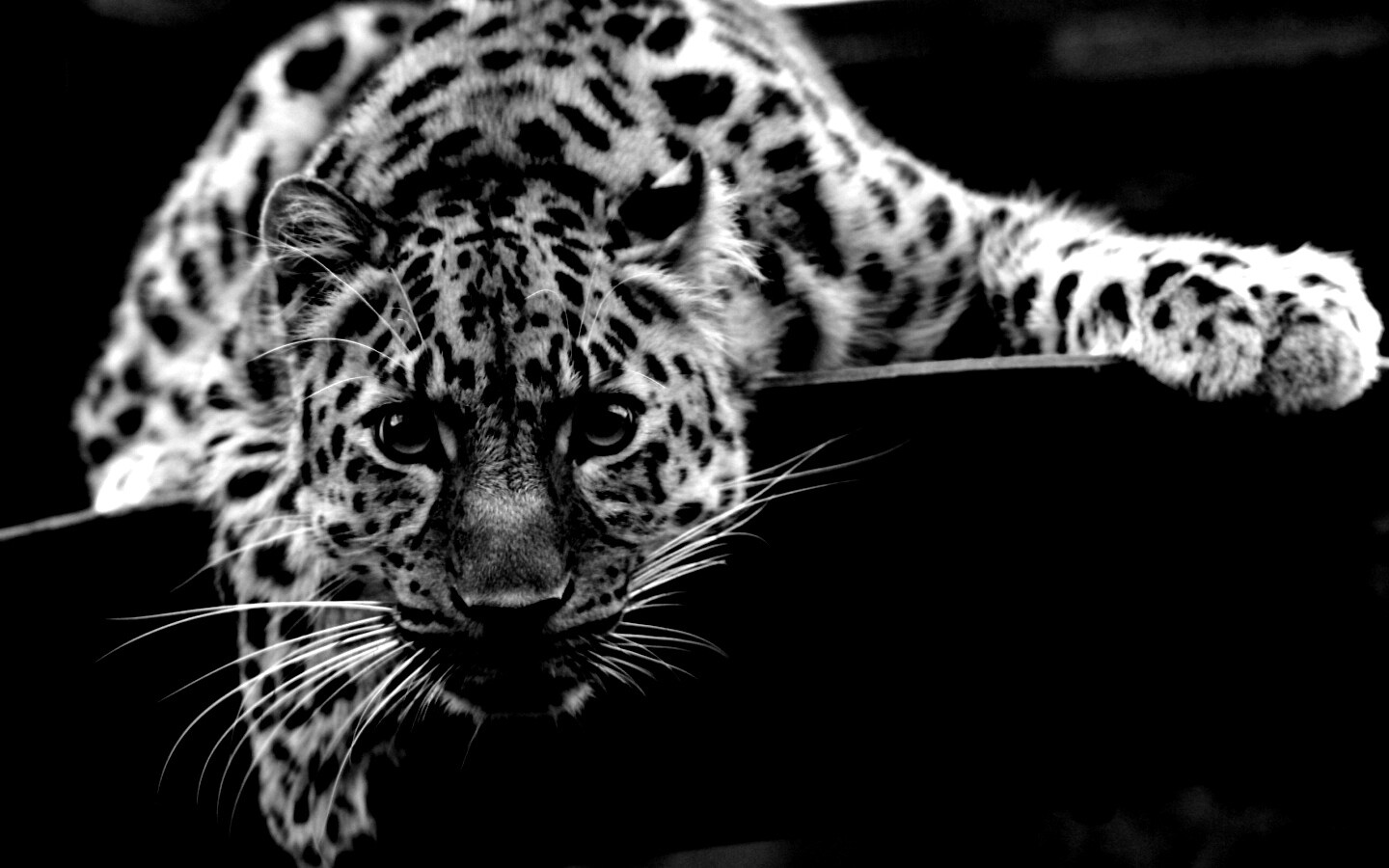 Леопард в зоопарке обои