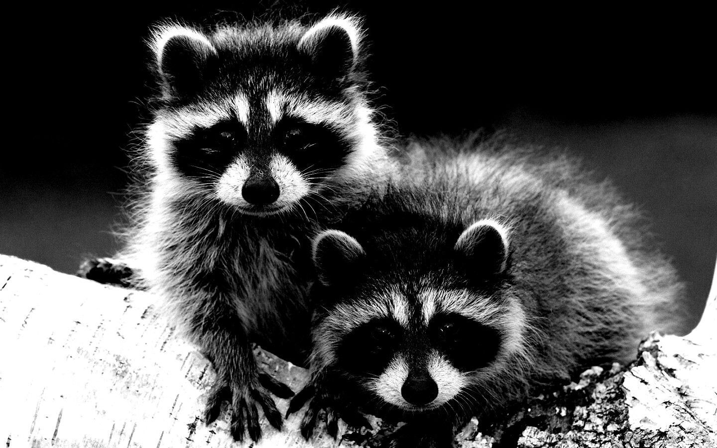 Полосатики обои