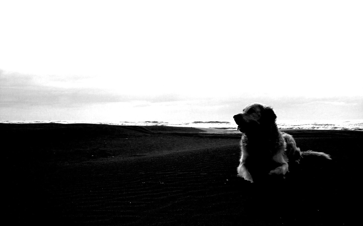 Красивая собака на оранжевом песке обои