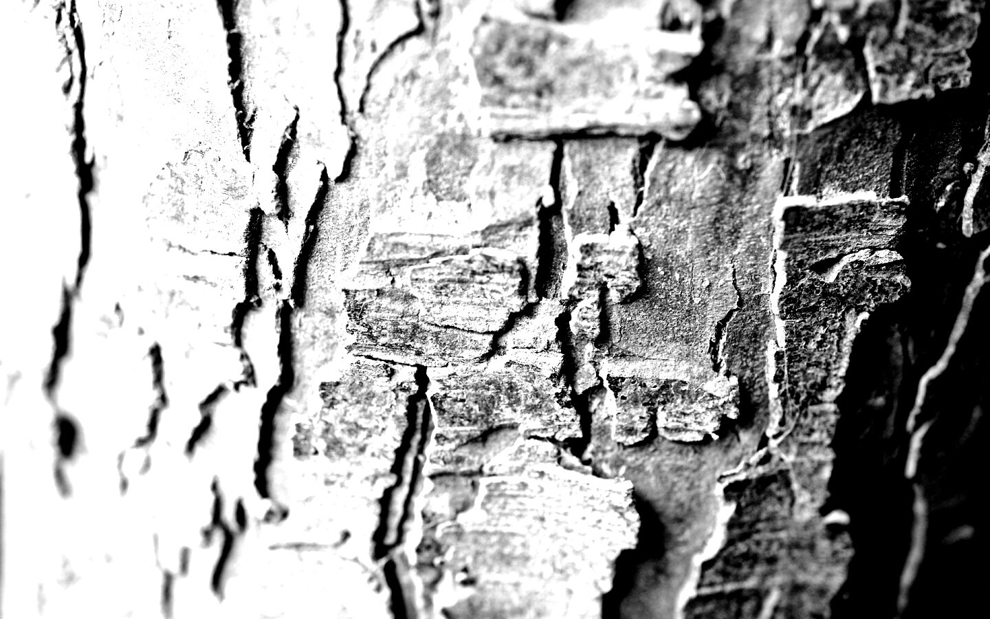 Белая кора обои