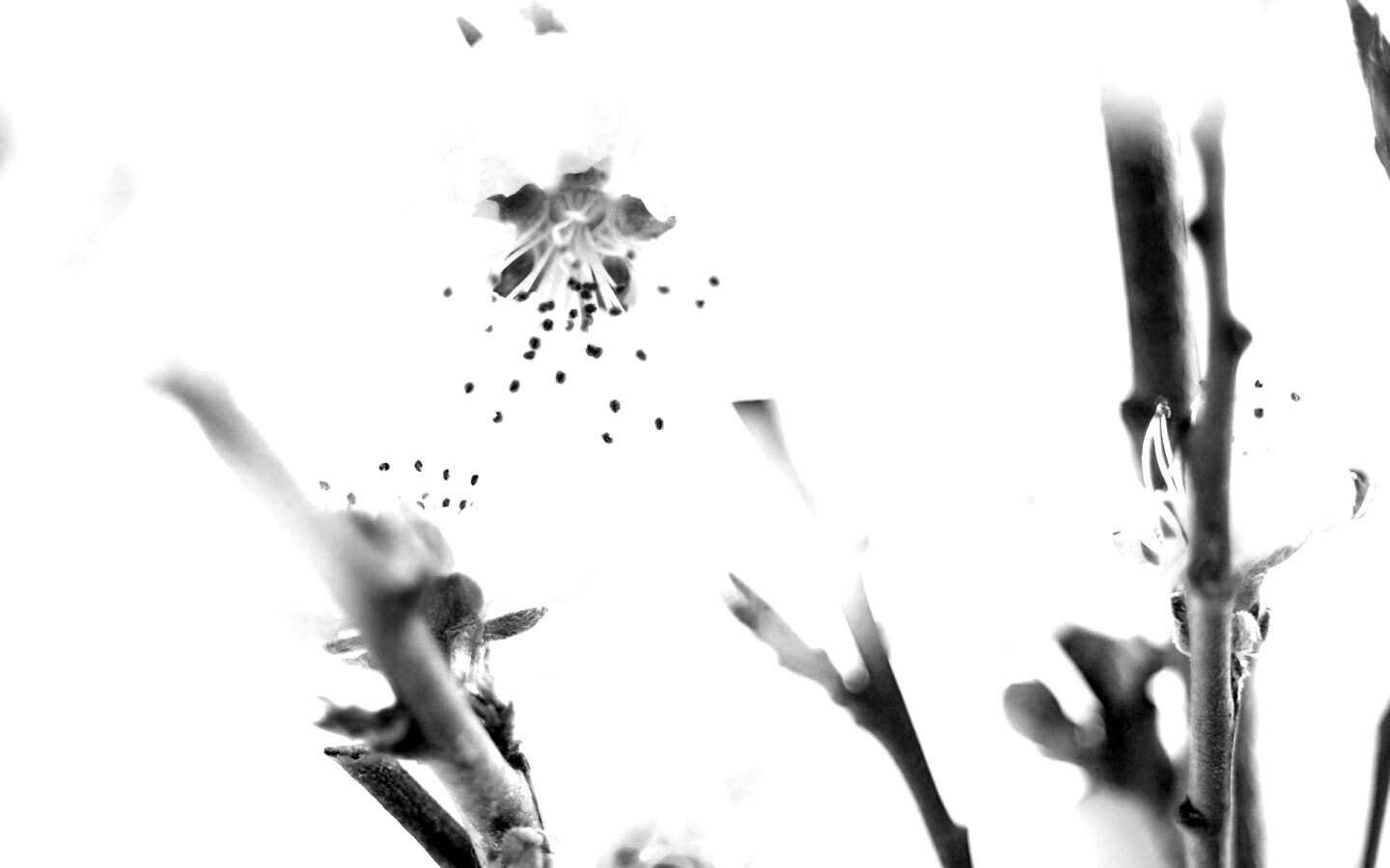 Нежные розовые цветы обои