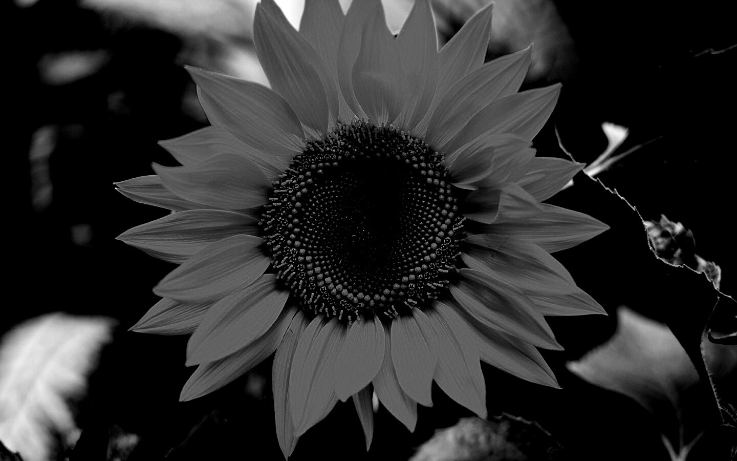 Подсолнух на поле обои